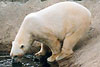 Ranualainen jääkarhu